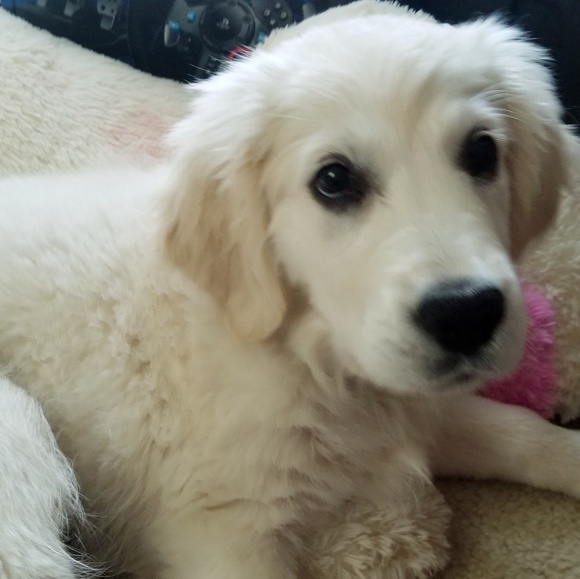 Meet your Posher, Kimberly - Picture 7 of 7